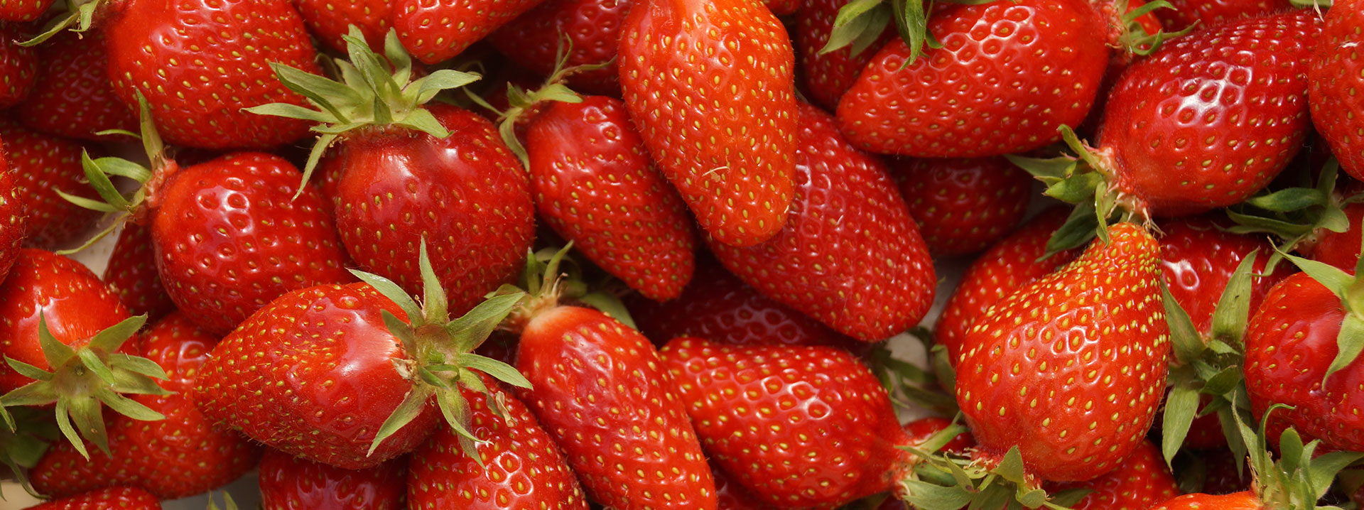 Le Rheu Maraîchers, producteur de fraises en cueillette 