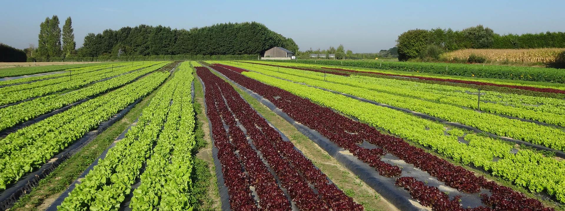 Production de légumes et vente directe  sur place !