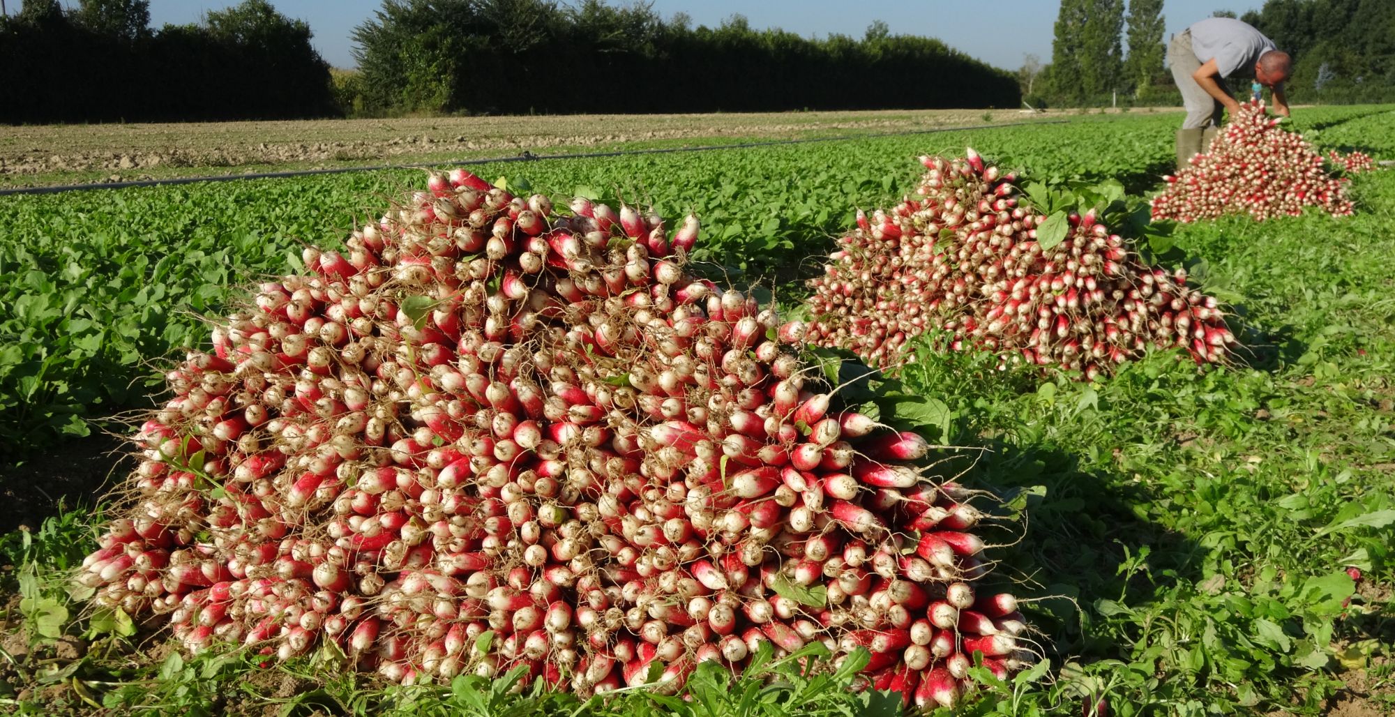 Marché de producteurs, circuit court à 5 min de rennes