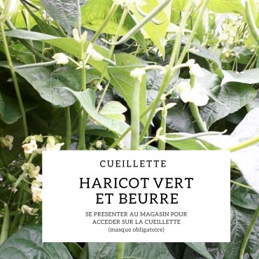 Cueillette de haricots 