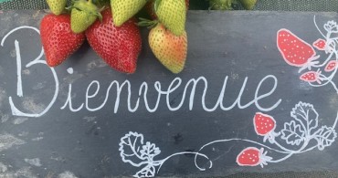 Cueillette de fraises 2023