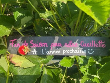 CUEILLETTE FRAISES FERMEE 