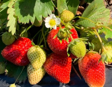 Ouverture cueillette de fraises 