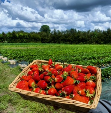 CUEILLETTE DE FRAISES OUVERTE