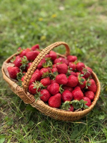 OUVERTURE DE LA CUEILLETTE DE FRAISES 2026
