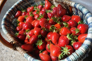 La cueillette de fraises est ouverte