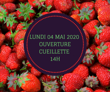 Ouverture cueillette de FRAISES