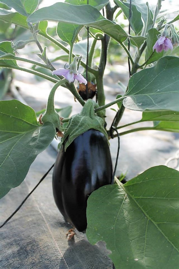 AUBERGINE