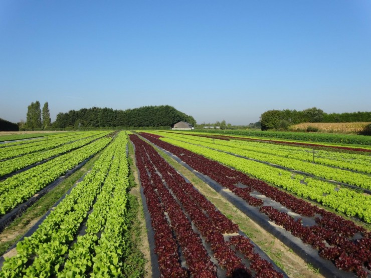 CHAMPS DE SALADES