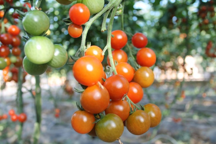 TOMATES CERISES