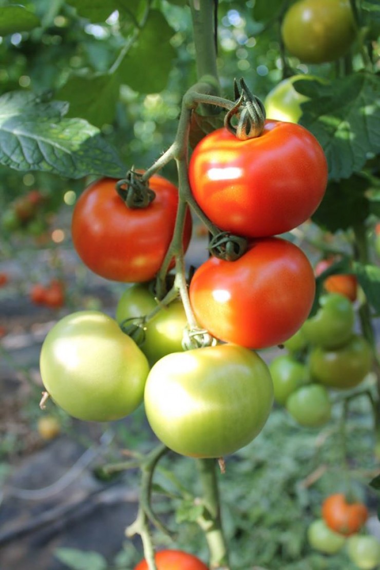 TOMATES RONDES