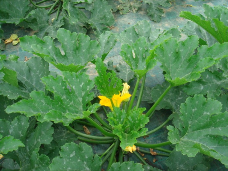 COURGETTE