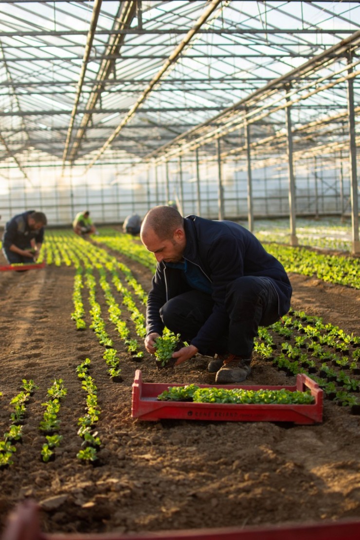 PLANTATION SOUS SERRE 