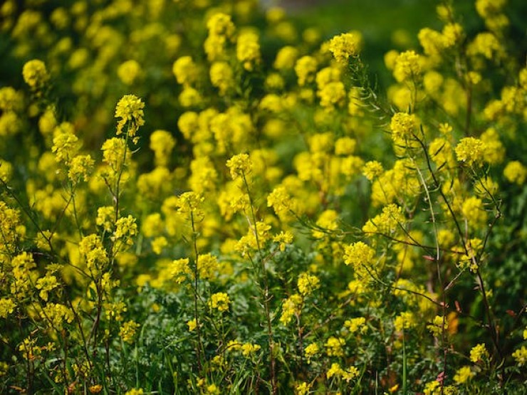 Moutarde en fleurs