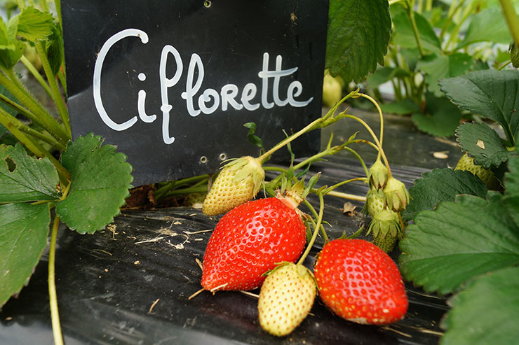 fraises Ciflorette