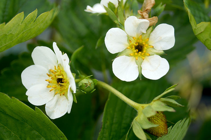 fleurs de fraises