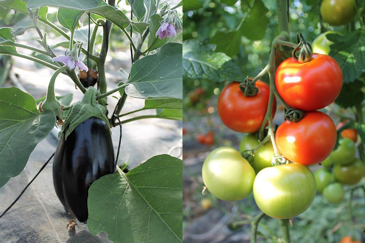 Aubergines et tomates rondes