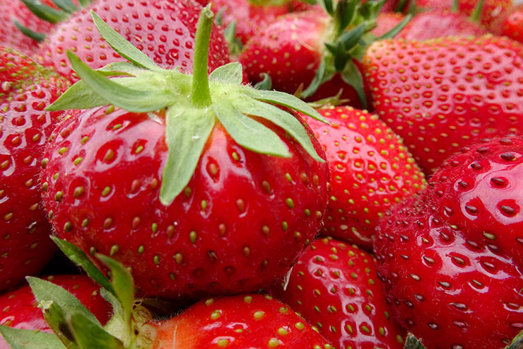 Fraises Le Rheu Maraîchers