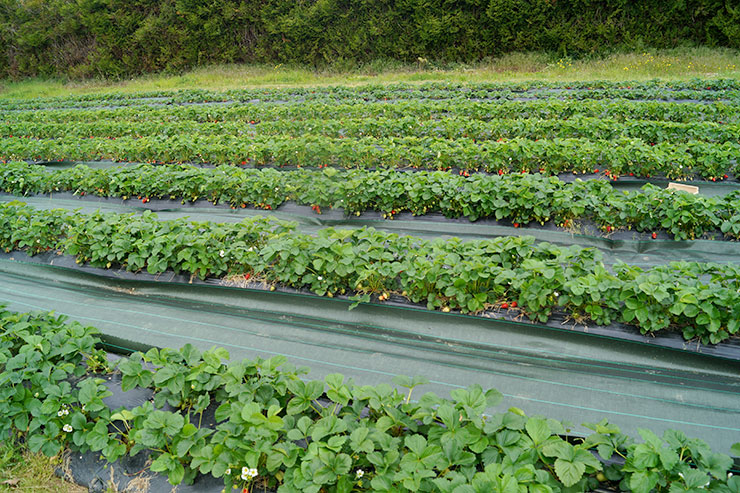 fraises en plein champs